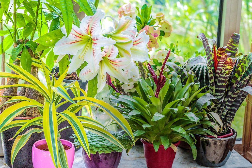 Où acheter des plantes en ligne ?